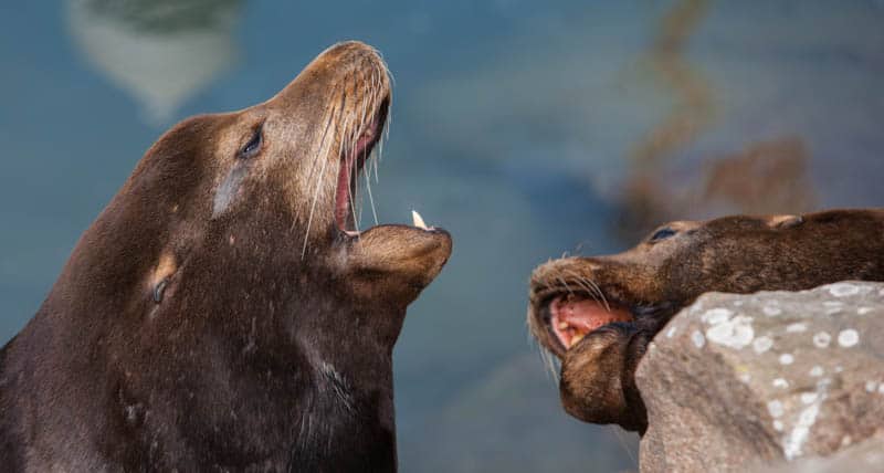 Sea lions in Morro Bay California