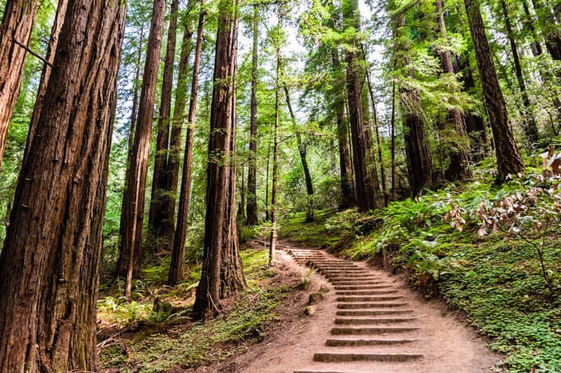 Hiking Trail with Steps in Muir Woods National Monument near San Francisco California