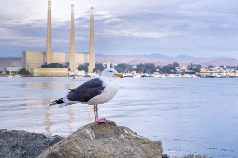 Three Stacks in Morro Bay California