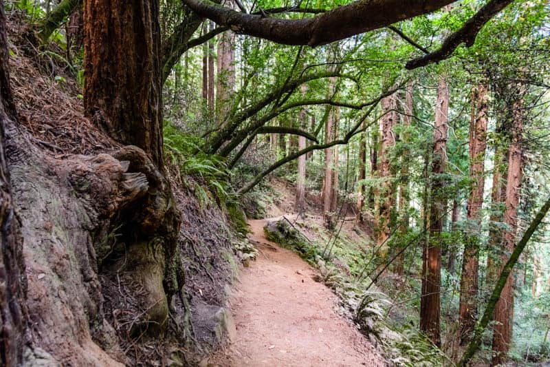 Trail in Muir Woods national Monument California