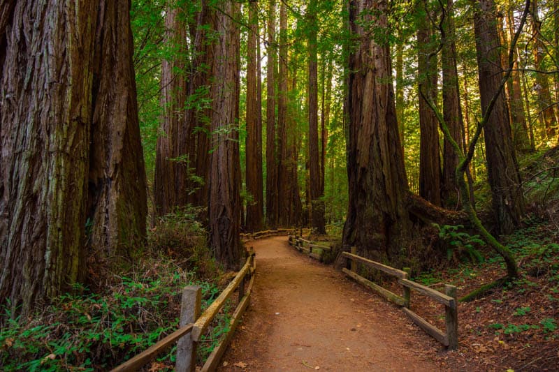 Trail in Muir Woods National Monument winding through old-growth redwoods