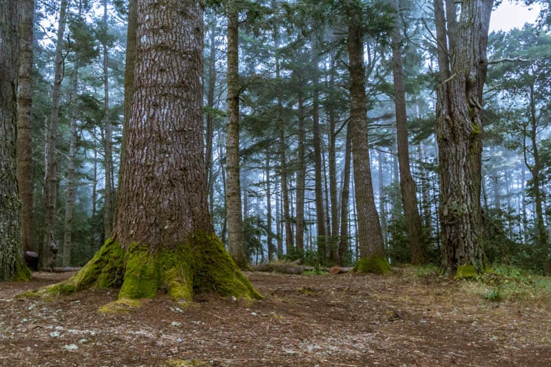 Van Damme State Park in Mendocino California