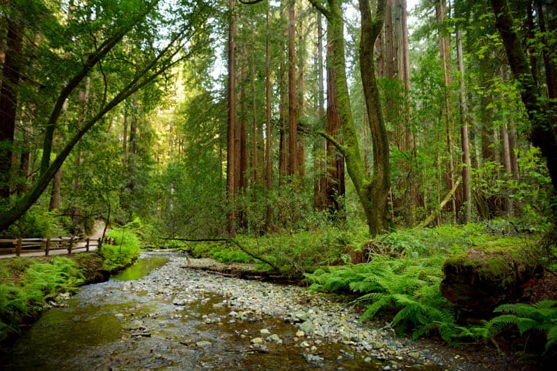 Landscape in Muir Woods California