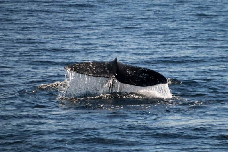 A whale fluking in the ocean