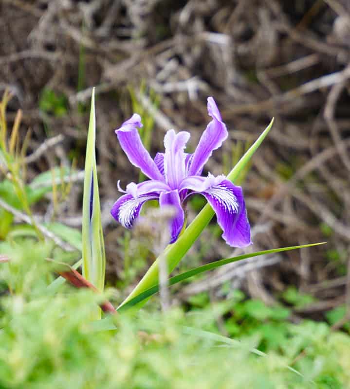 Wild iris at Garrapata State Park in  Carmel California