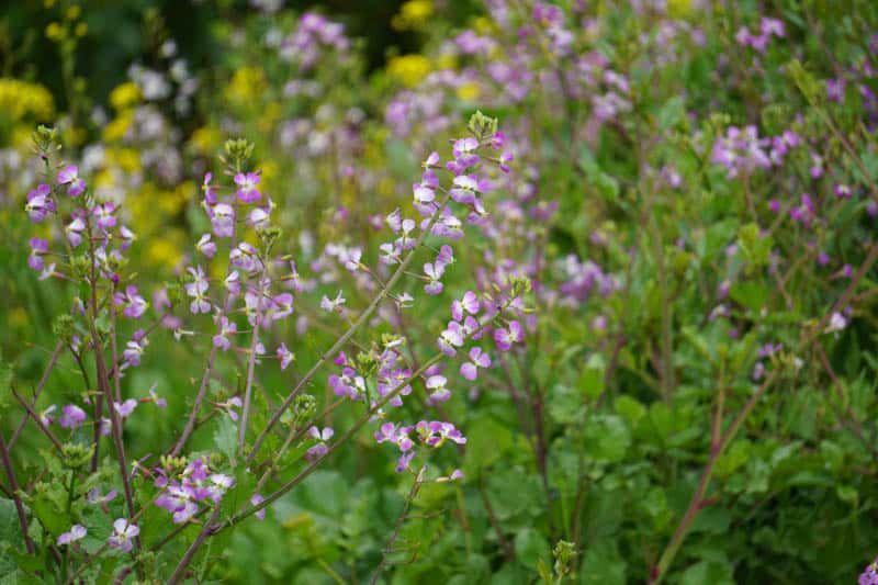 Wildflowers at Garrapata State Park California in the spring