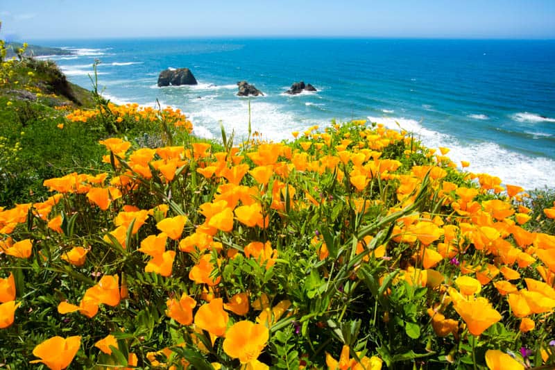 Poppies bloom along the Mendocino Coast in the spring