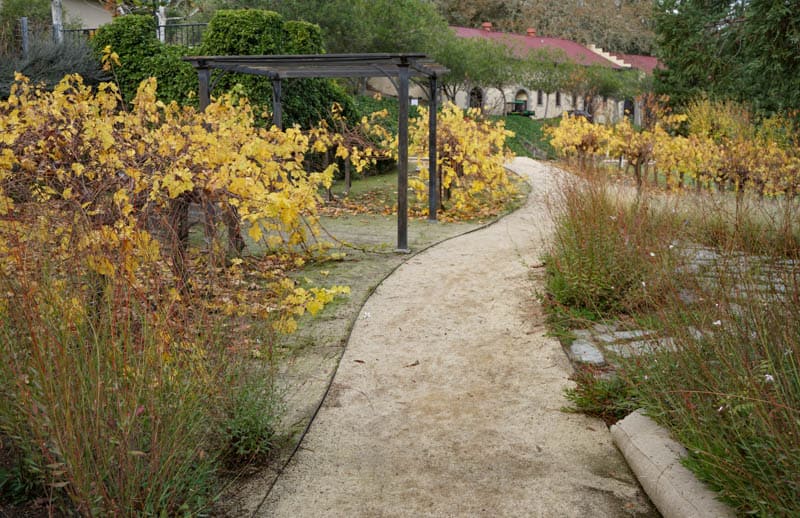 Walking through Beringer Vineyards in the fall