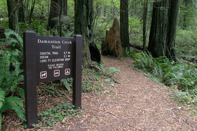 Hiking Damnation Creek Trail in Del Norte Coast Redwoods State Park, California
