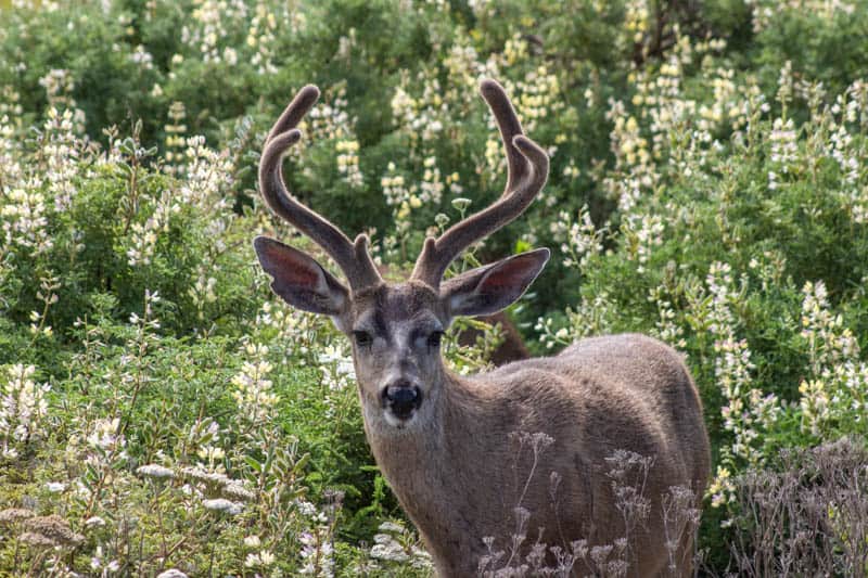 Deer in Pacific Grove California