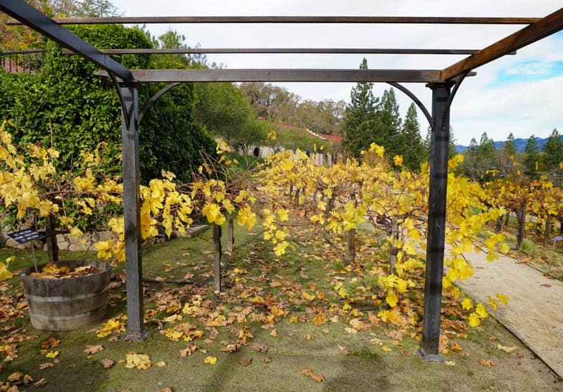 fall at Beringer Vineyards Napa Valley California