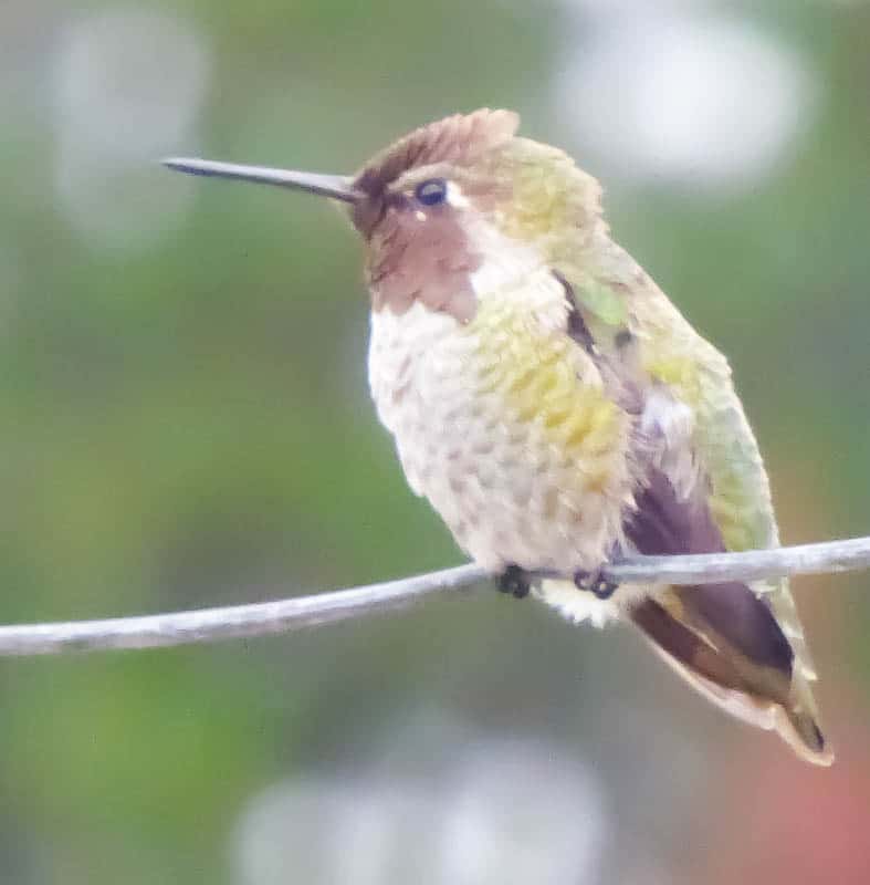 A hummingbird at Earthbound Farms in Carmel Valley in the spring