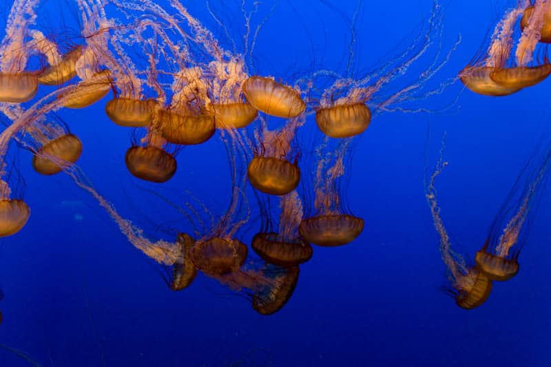 Jellyfish in the Monterey Bay Aquarium