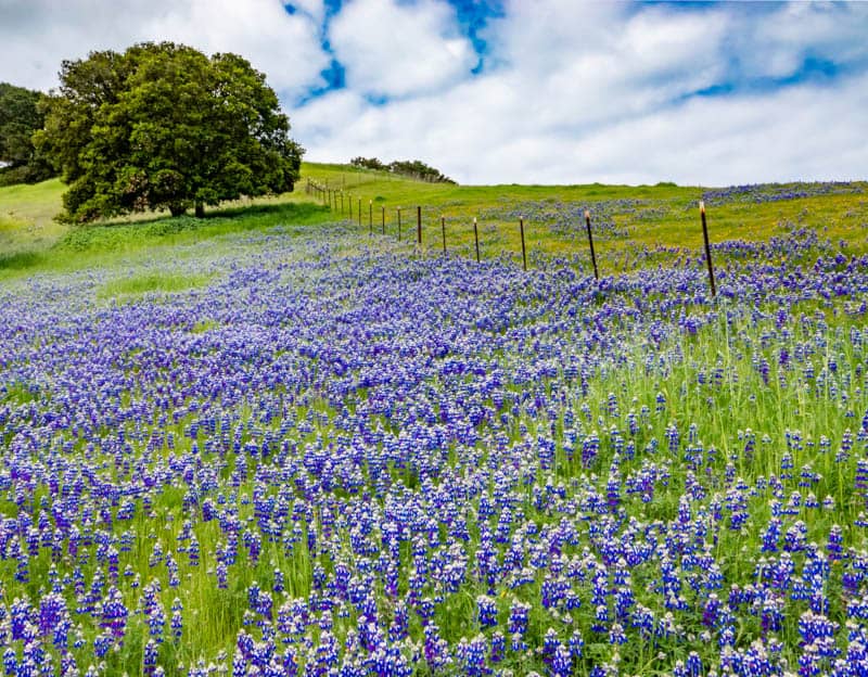 Lupines in Monterey California in the spring