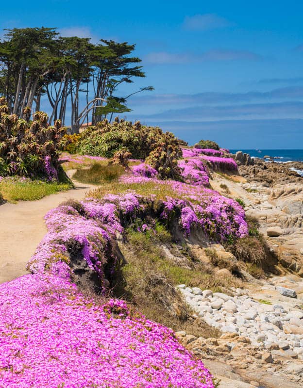 The magenta carpet in Pacific Grove, CA