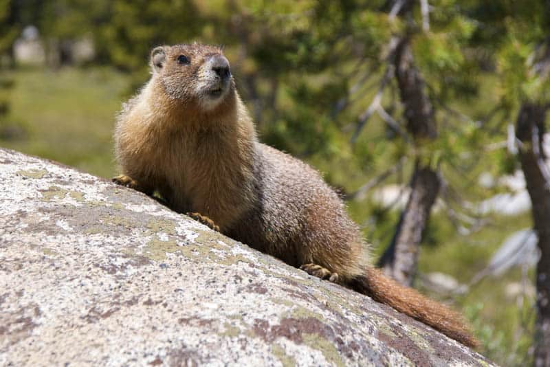 Marmot at Tuolumne Meadows in Yosemite NP California