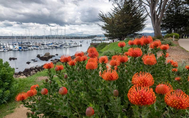 View from the Monterey Bay Coastal Trail in Monterey California