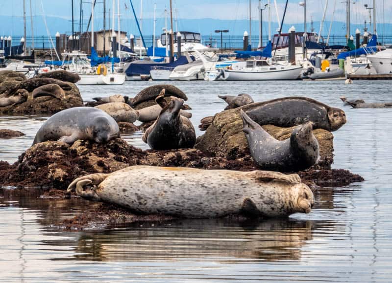 Sea Lions in Monterey California