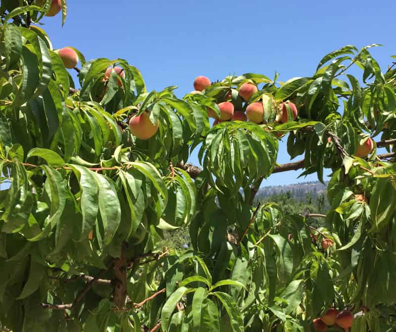 Nectarines in fruit at Beringer Vineyards in Napa Valley California