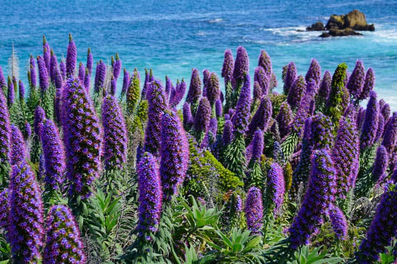 Pride of Madeira blooming in Pacific Grove California