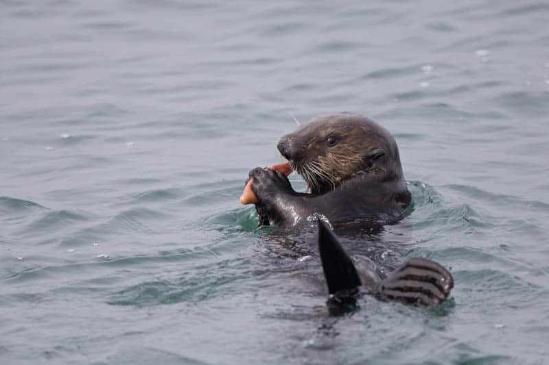 Otter in Monterey Bay California