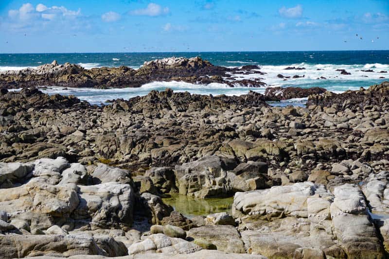 The rocky coastline at Pacific Grove is perfect for tidepooling!