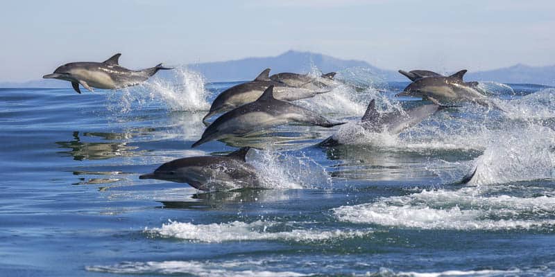 Dolphins in Monterey Bay California