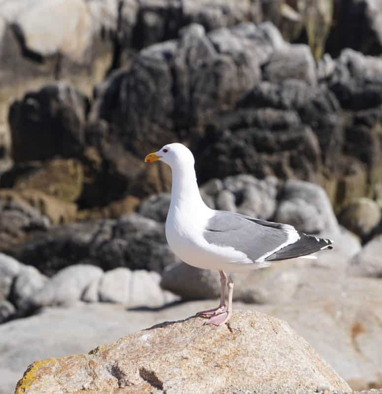A Western seagull in Pacific Grove