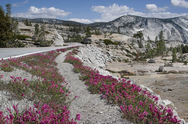 Wildflowers along Tioga Road in California