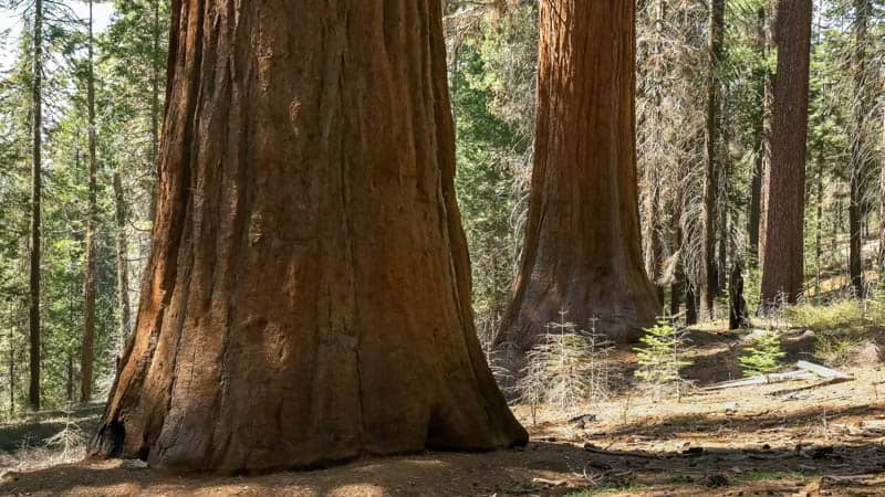 Tuolumne Grove in Yosemite NP California