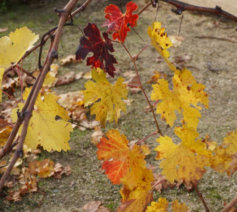 A vine at Beringer Vineyards in Napa Valley California