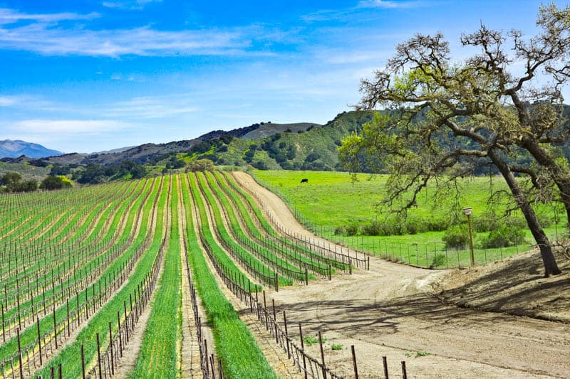 Vineyards in Los Olivos California