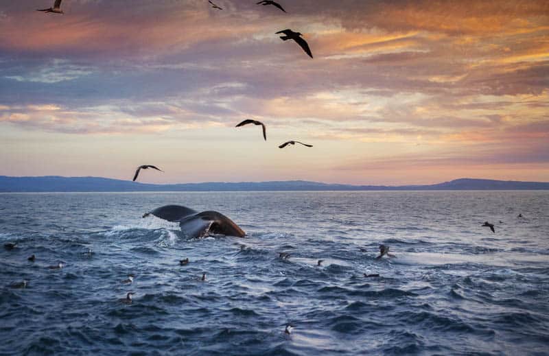 Whale and Sea Birds in Monterey Bay California