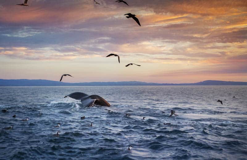 Whale watching in Monterey Bay California