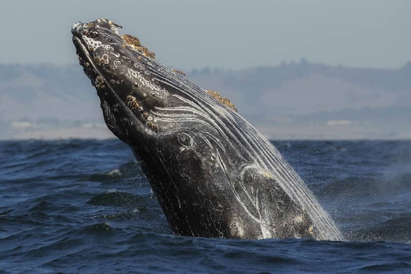Whale watching is one of the top things to do in Monterey California