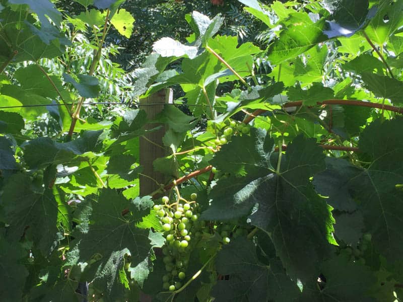 Lush vines at the vineyard at Beringer Vineyards in Napa Valley