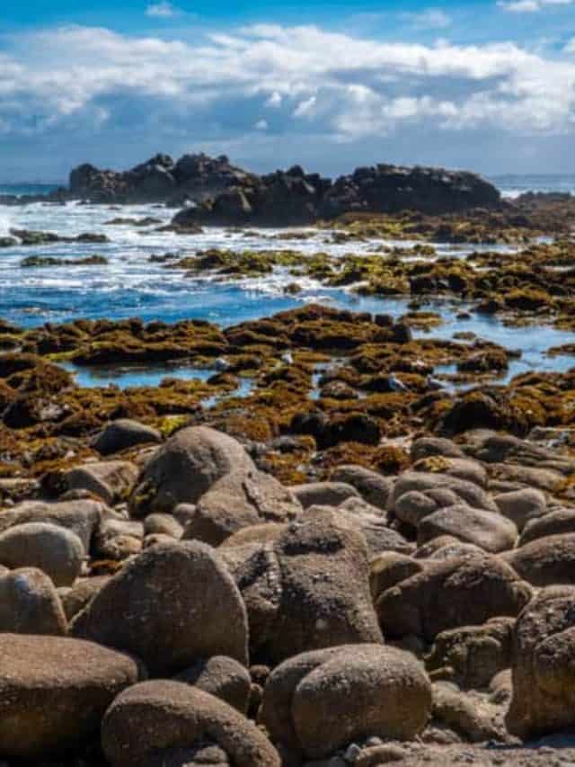 What to Do in Pacific Grove Story