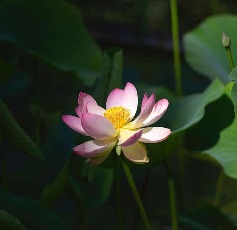 An Asian Lotus in bloom at Lotusland in Montecito California
