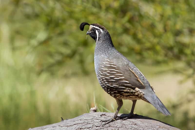 California Quail