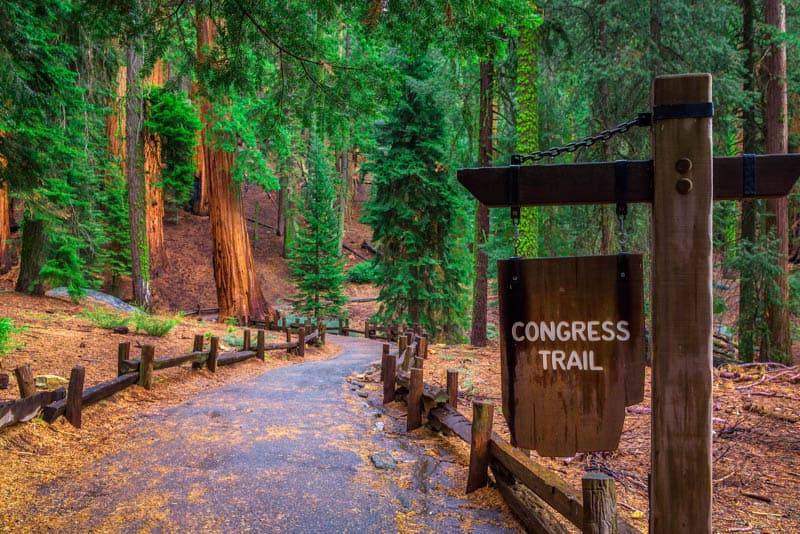 Hiking the Congress Trail is one of the best things to do in Sequoia National Park. 