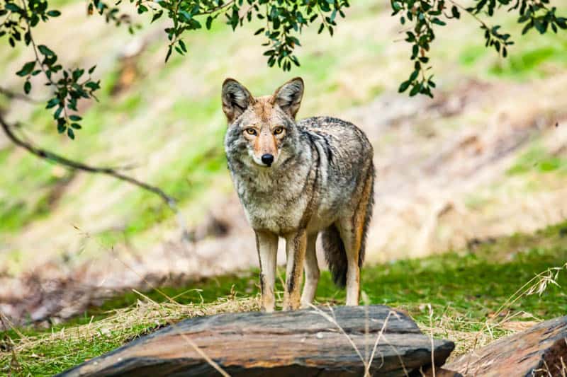 A coyote in Sequoia National Park, California