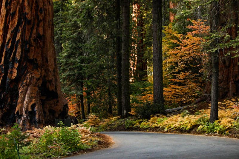 Driving through Sequoia National Park in California in the fall