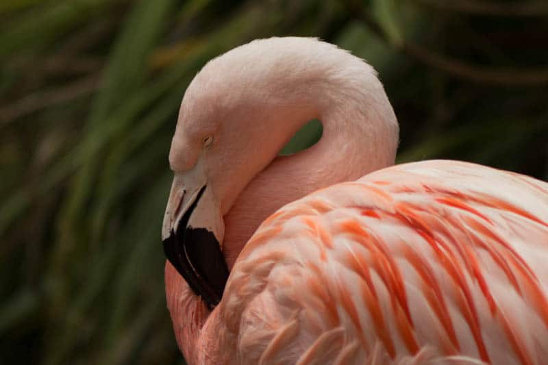 A flamingo at the Santa Barbara Zoo in California