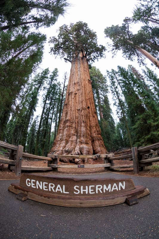 The General Sherman Tree in Sequoia National Park, California