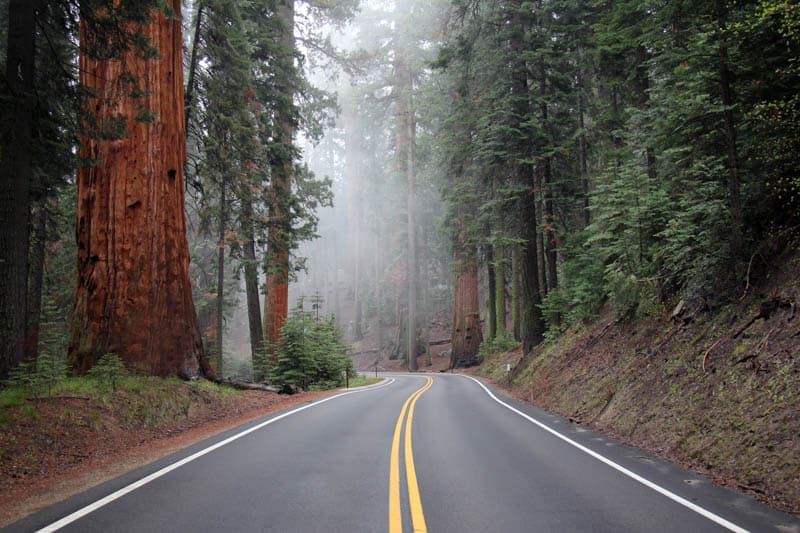 Generals Highway in Sequoia National Park California