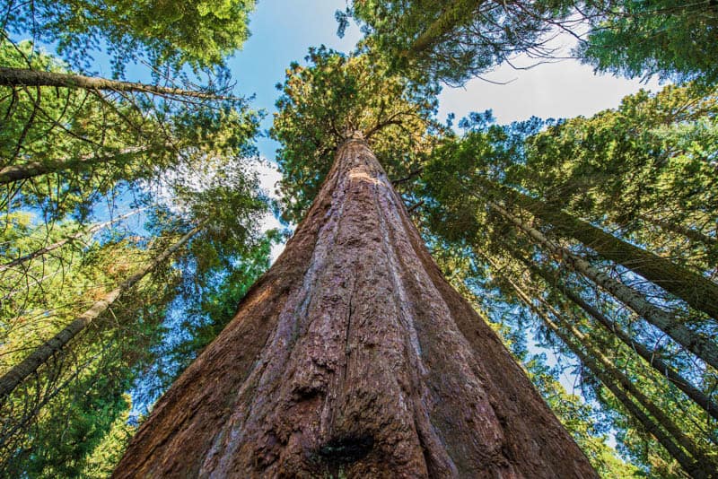 Giant sequoias in Sequoia National Park, California