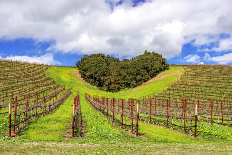 Photographing the heart-shaped copse of trees at Niner Estates is one of the top things to do in Paso Robles. 