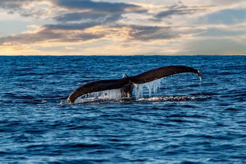 Humpback in the Pacific Ocean