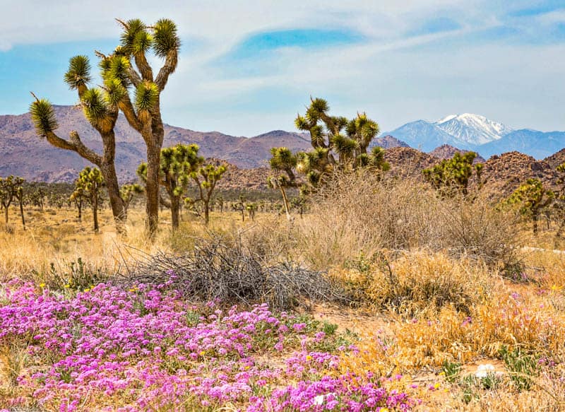 Spring wildflowers in the California desert