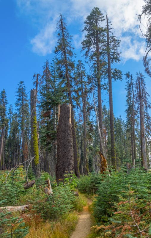 Little Baldy Hike in Sequoia National Park in California